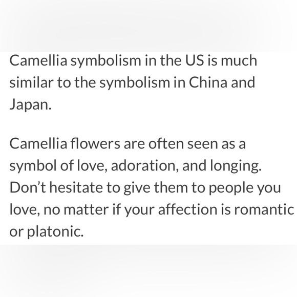 Lux Camellia - Brooch - Picture 4 of 4